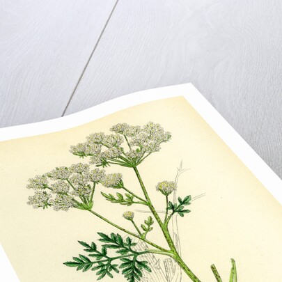 Conium Maculatum Common Hemlock by Anonymous