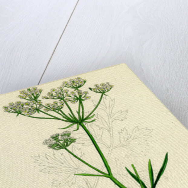 Physospermum Cornubiense Cornish Bladder-Seed by Anonymous