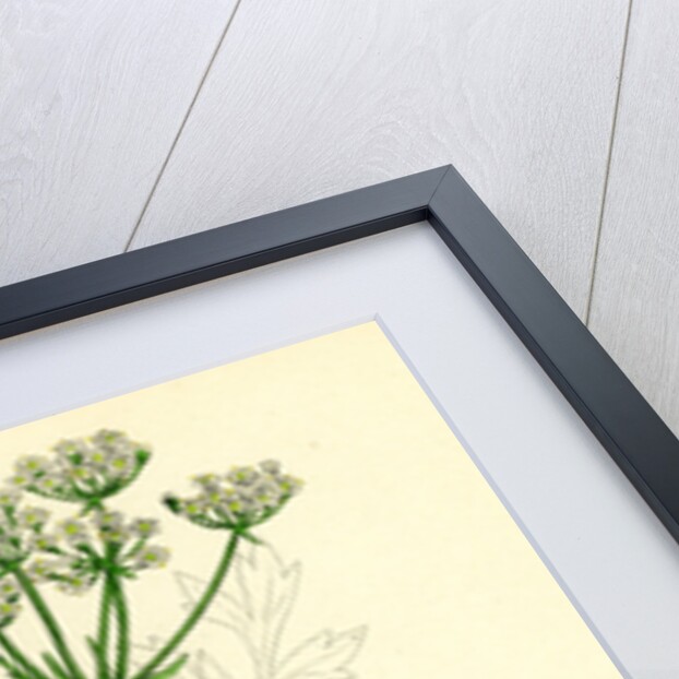 Physospermum Cornubiense Cornish Bladder-Seed by Anonymous