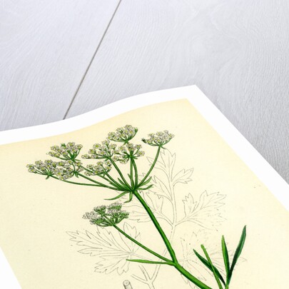 Physospermum Cornubiense Cornish Bladder-Seed by Anonymous