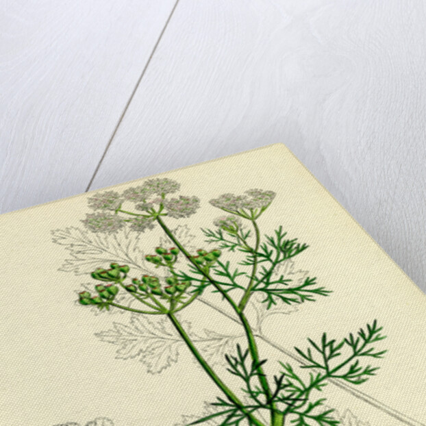 Coriandrum Sativum Common Coriander by Anonymous