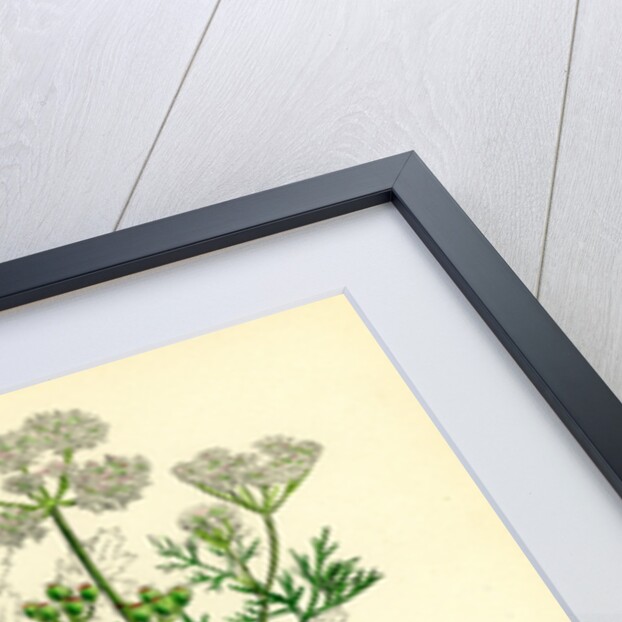 Coriandrum Sativum Common Coriander by Anonymous