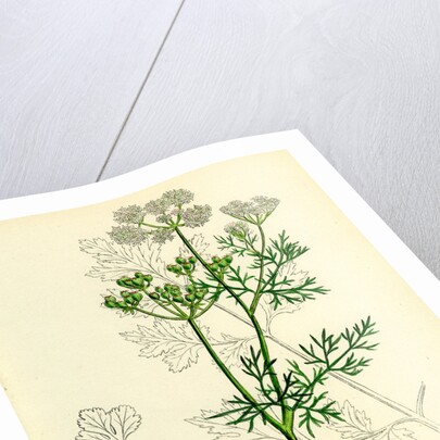 Coriandrum Sativum Common Coriander by Anonymous