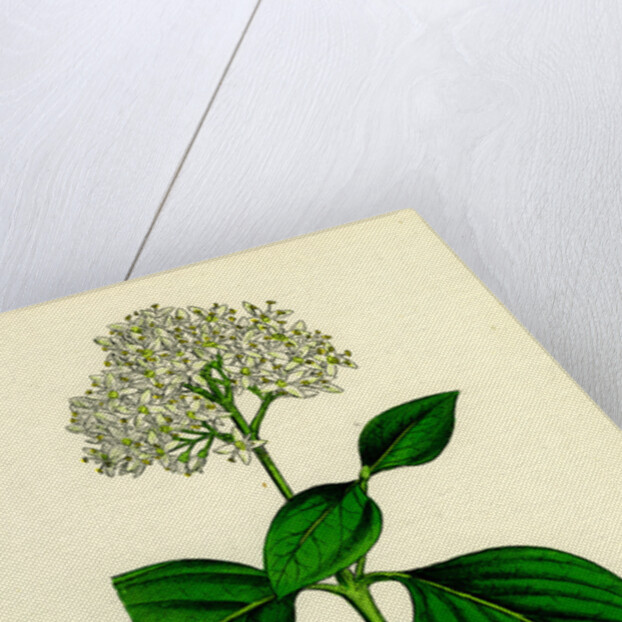 Cornus Sanguinea Common Dogwood by Anonymous