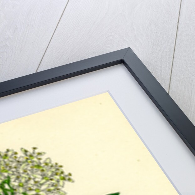 Cornus Sanguinea Common Dogwood by Anonymous