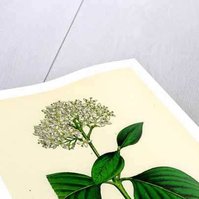 Cornus Sanguinea Common Dogwood by Anonymous