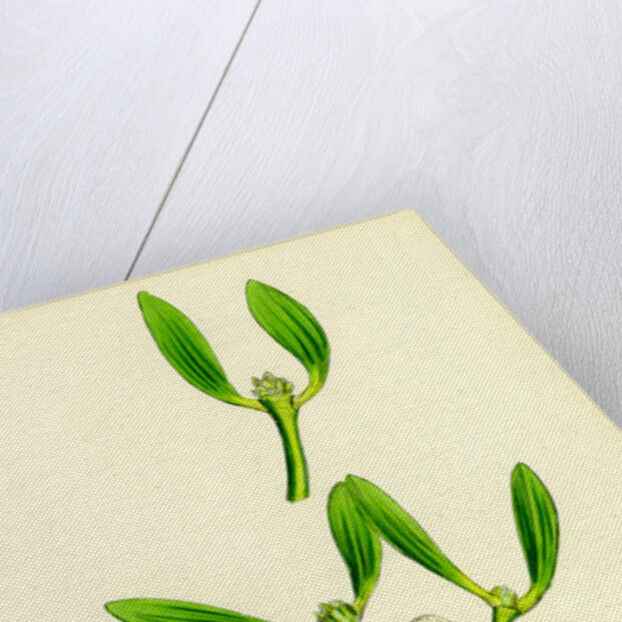 Viscum Album Common Mistletoe by Anonymous