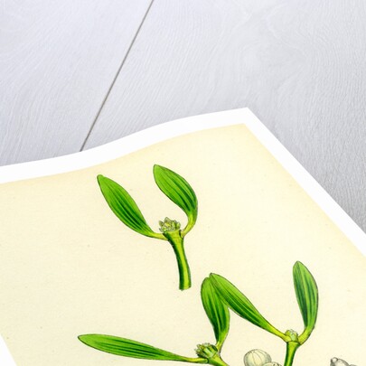 Viscum Album Common Mistletoe by Anonymous