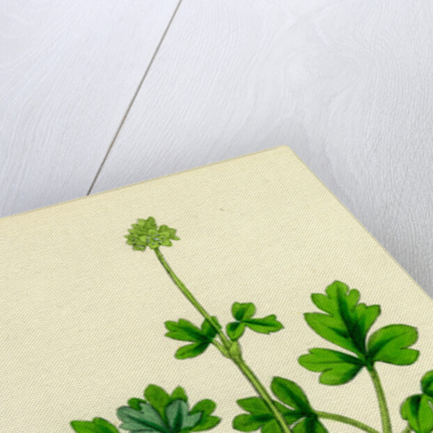 Adoxa Moschatellina Tuberous Moschatel by Anonymous