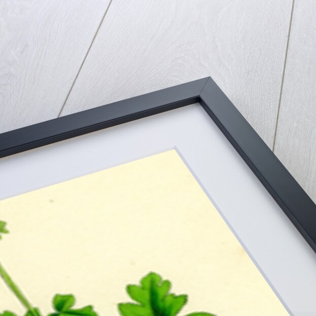 Adoxa Moschatellina Tuberous Moschatel by Anonymous