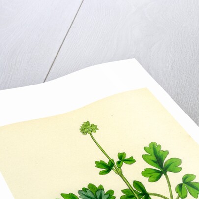 Adoxa Moschatellina Tuberous Moschatel by Anonymous