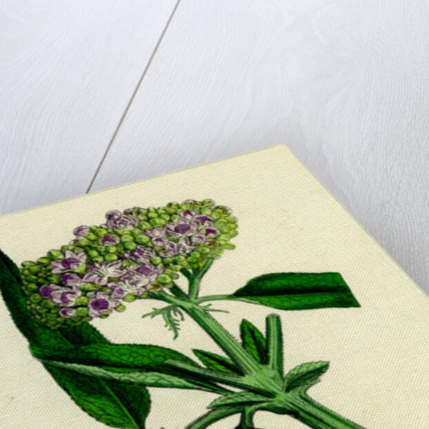 Sambucus Ebulus Danewort by Anonymous