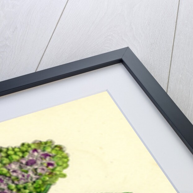 Sambucus Ebulus Danewort by Anonymous