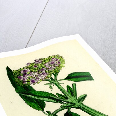 Sambucus Ebulus Danewort by Anonymous