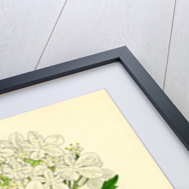 Viburnum Opulus Common Guelder-Rose by Anonymous