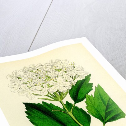 Viburnum Opulus Common Guelder-Rose by Anonymous