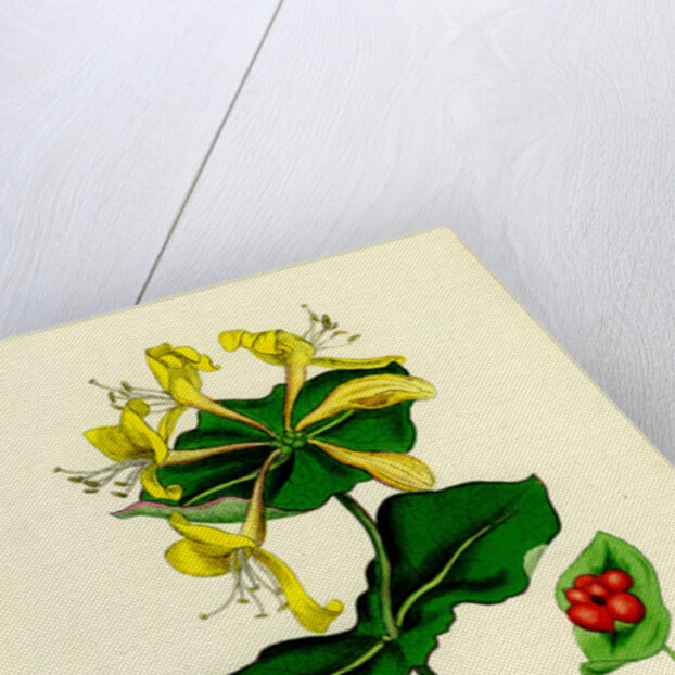 Lonicera Caprifolium Perfoliate Woodbine by Anonymous