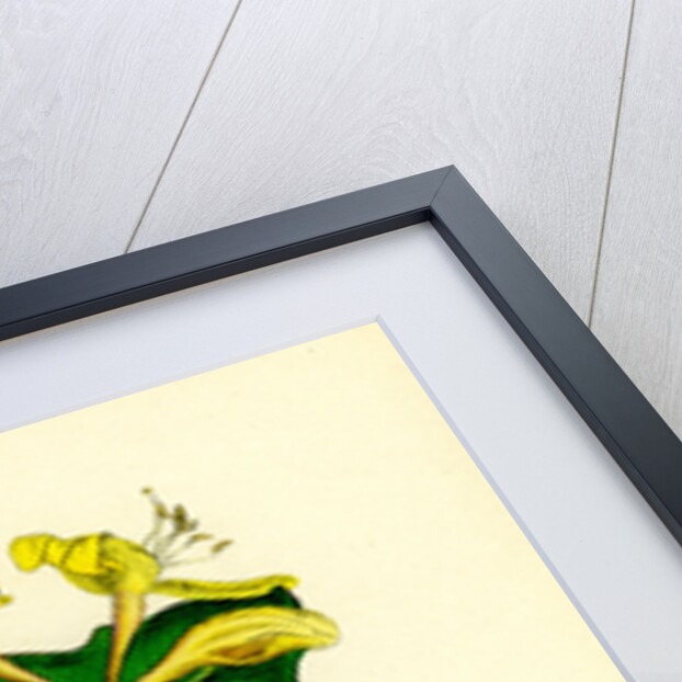 Lonicera Caprifolium Perfoliate Woodbine by Anonymous