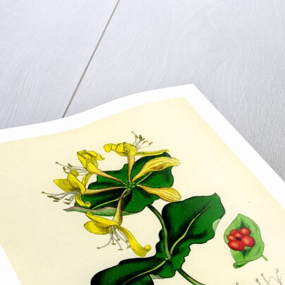 Lonicera Caprifolium Perfoliate Woodbine by Anonymous