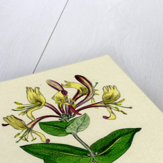 Lonicera Periclymenum Common Woodbine by Anonymous