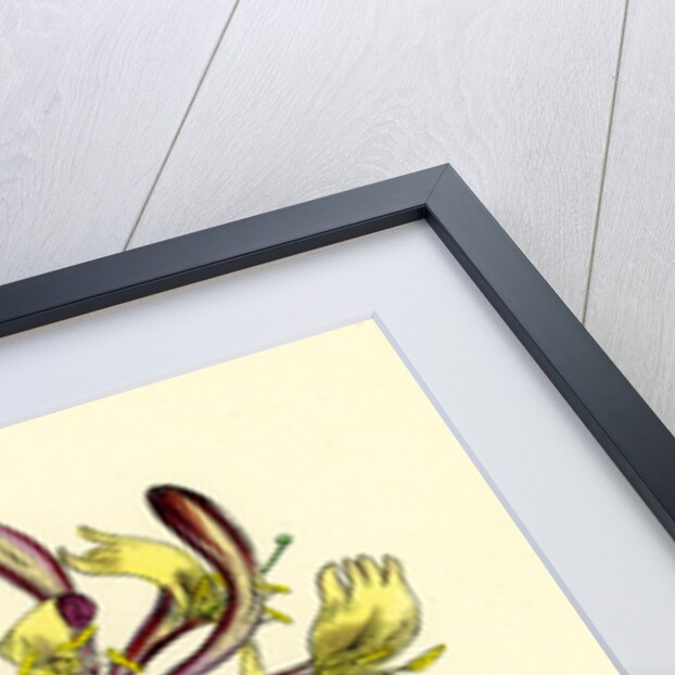 Lonicera Periclymenum Common Woodbine by Anonymous