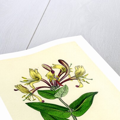 Lonicera Periclymenum Common Woodbine by Anonymous