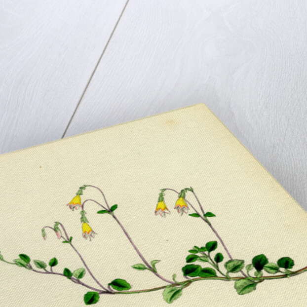 Linnaea Borealis Two-Flowered Linnaea by Anonymous