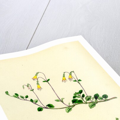 Linnaea Borealis Two-Flowered Linnaea by Anonymous