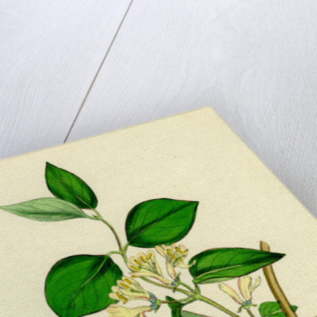 Lonicera Xylosteum Upright Fly-Honeysuckle by Anonymous