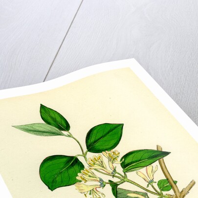 Lonicera Xylosteum Upright Fly-Honeysuckle by Anonymous