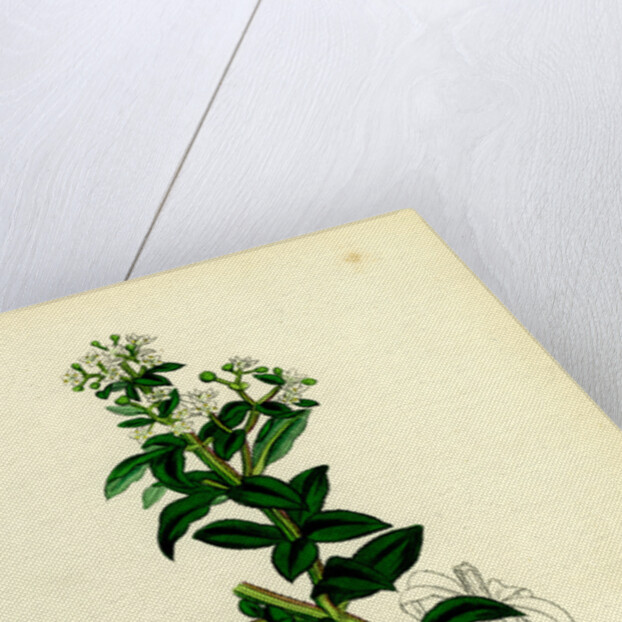 Rubia Peregrina Wild Madder by Anonymous