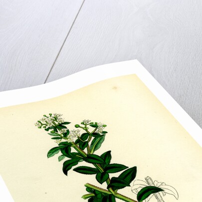 Rubia Peregrina Wild Madder by Anonymous