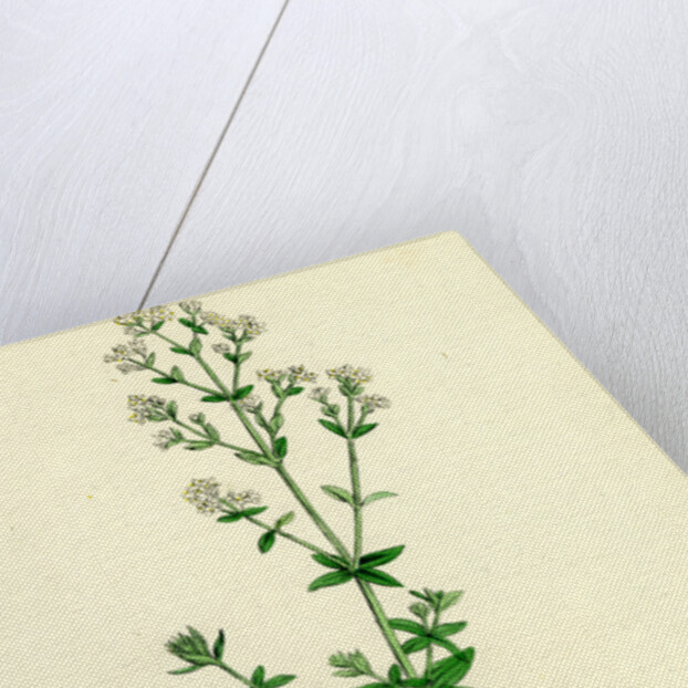 Galium Boreale Cross-Leaved Bedstraw by Anonymous