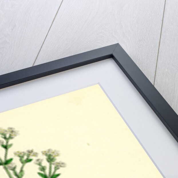 Galium Boreale Cross-Leaved Bedstraw by Anonymous