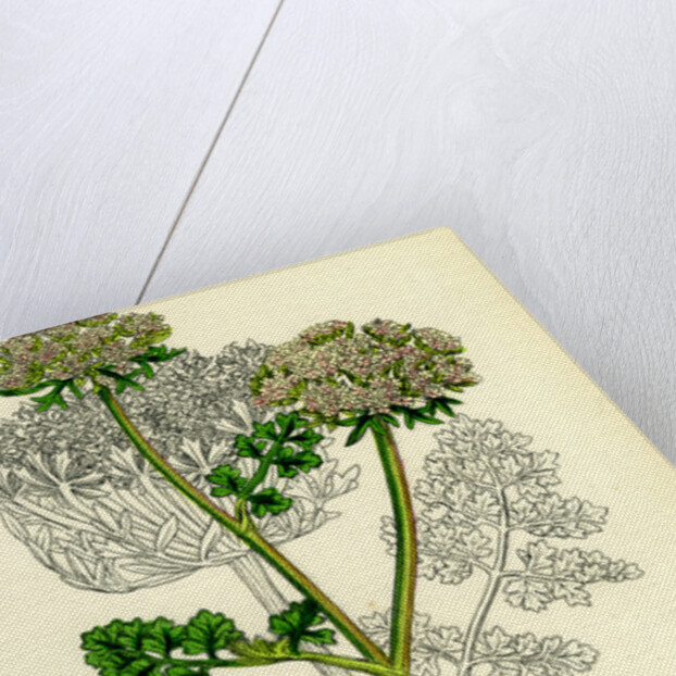 Daucus Carota Var. Gummifer Sea Carrot by Anonymous