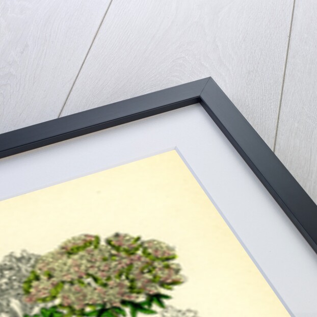 Daucus Carota Var. Gummifer Sea Carrot by Anonymous