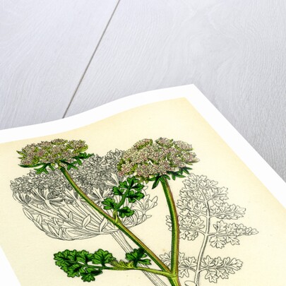 Daucus Carota Var. Gummifer Sea Carrot by Anonymous