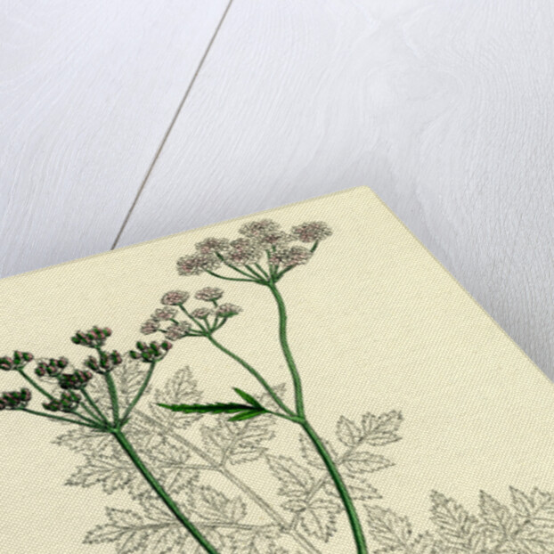 Caucalis Anthriscus Upright Hedge-Parsley by Anonymous