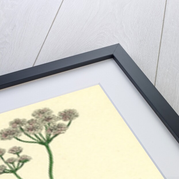 Caucalis Anthriscus Upright Hedge-Parsley by Anonymous