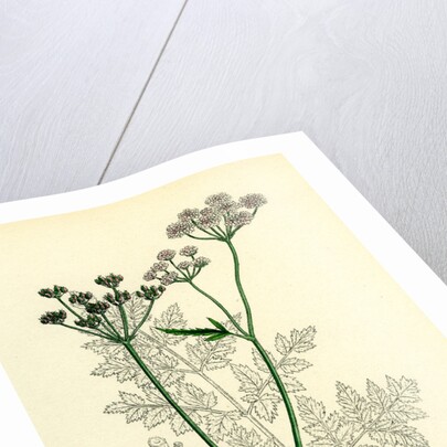 Caucalis Anthriscus Upright Hedge-Parsley by Anonymous