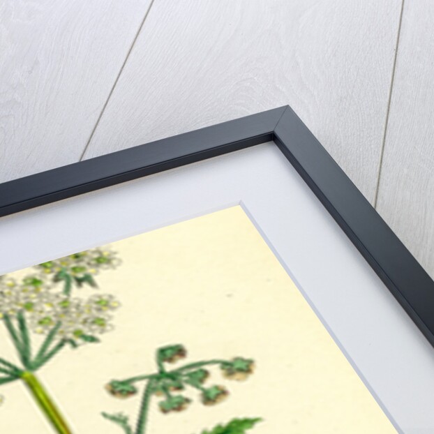 Chaerophyllum Sylvestre Wild Chervil by Anonymous