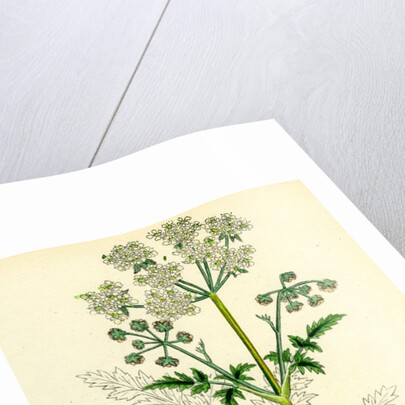 Chaerophyllum Sylvestre Wild Chervil by Anonymous