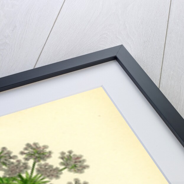 Ligusticum Scoticum Sea Lovage by Anonymous