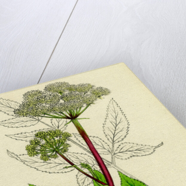 Angelica Sylvestris Wild Angelica by Anonymous