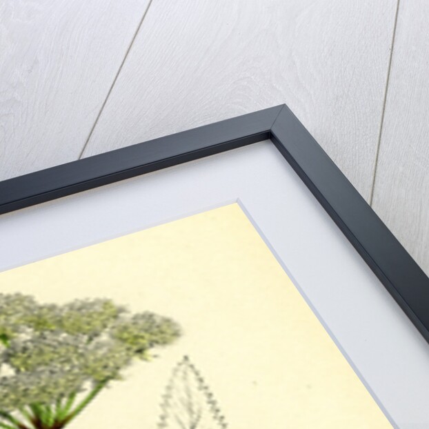 Angelica Sylvestris Wild Angelica by Anonymous