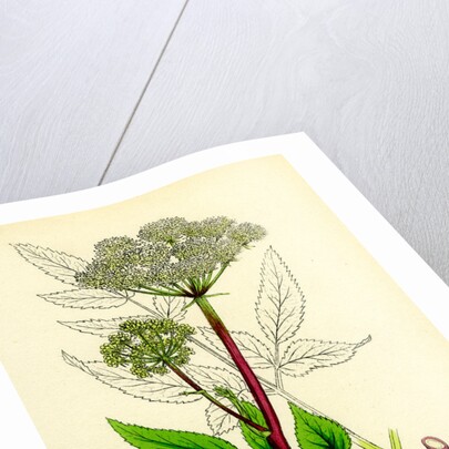 Angelica Sylvestris Wild Angelica by Anonymous