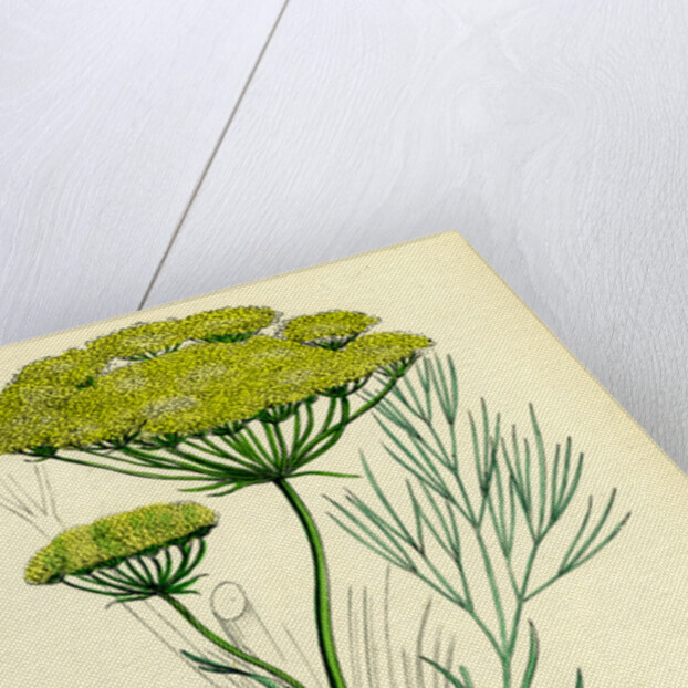 Peucedanum Officinale Sea Hog's-Fennel by Anonymous