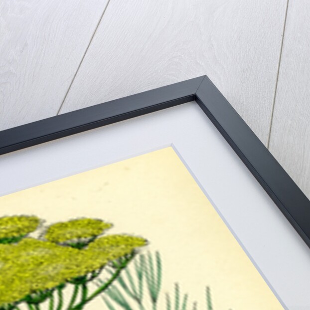 Peucedanum Officinale Sea Hog's-Fennel by Anonymous