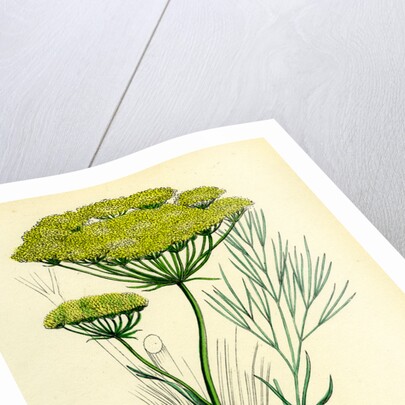 Peucedanum Officinale Sea Hog's-Fennel by Anonymous