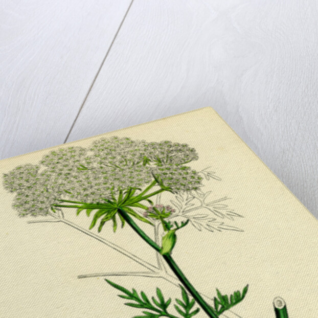 Peucedanum Palustre Marsh Hog's-Fennel by Anonymous